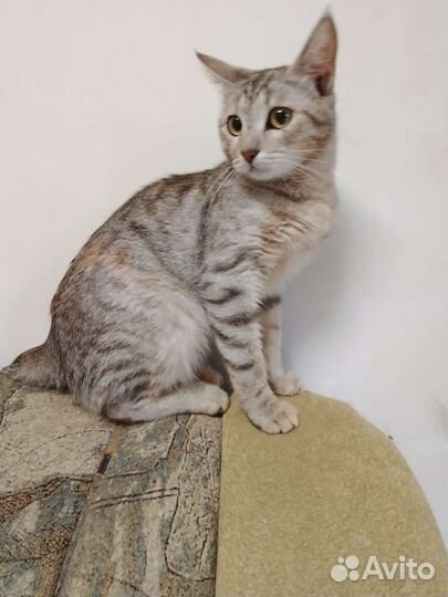 Замечательная, молодая кошечка в добрые руки