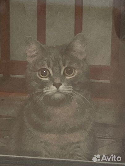 Кошка