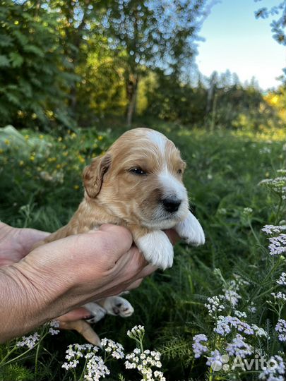 Щенки кокапу