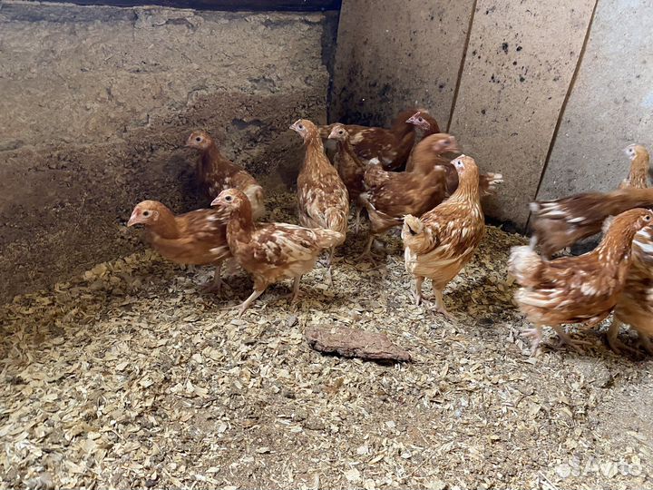 Курицы несушки молодки