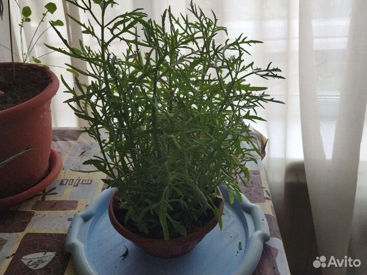 Комнатные цветы