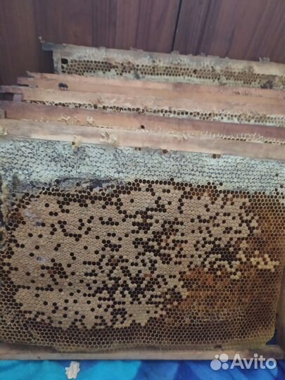 Мёд с собственной пасеки, из Краснодарского края