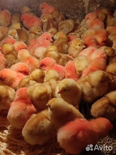 Цыплята бройлеры, несушки,петушки,утята,гусята