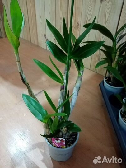 Фаленопсис, дендробиум са-нук, камбрия