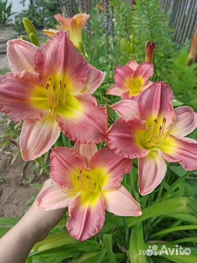 Лилейники набором