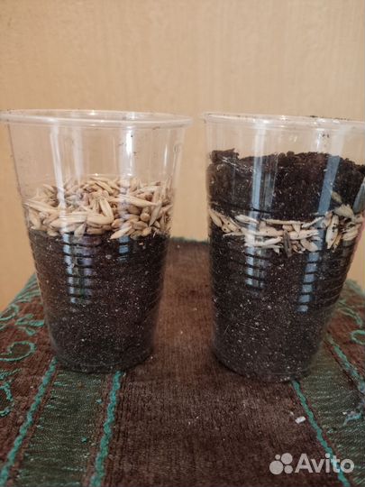 Овёс пророщенный