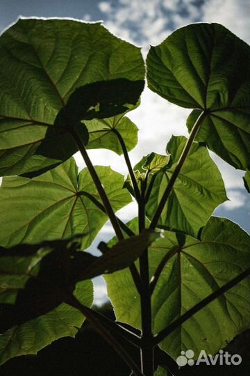 Саженцы павловния