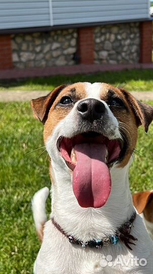 Вязка джек рассел терьер