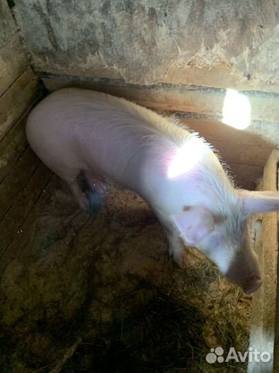 Хряк ландрас