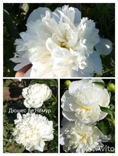 Пионы корни сортовые