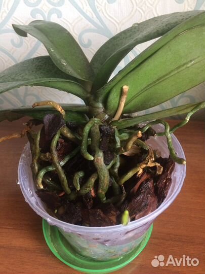 Орхидея фаленопсис