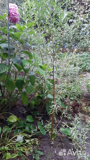 Саженцы облепихи