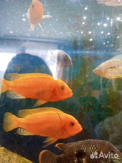 Аквариумные рыбки