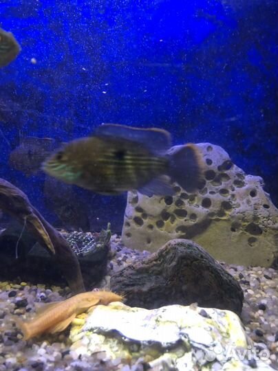 Акара бирюзовая