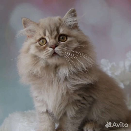 Британские котята