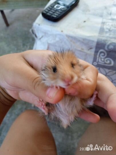 Сирийский хомяк девочка