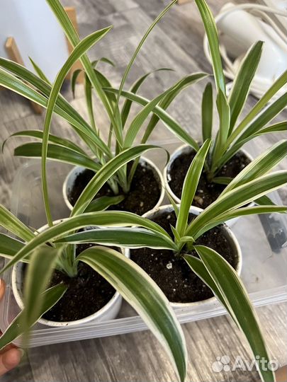 Хлорофитум