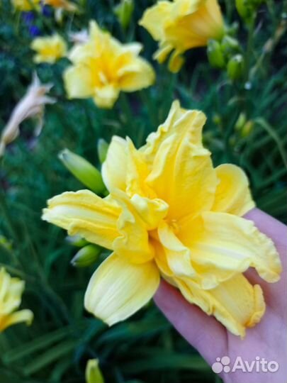 Лилейники сортовые