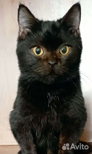 Плюшевая кошечка