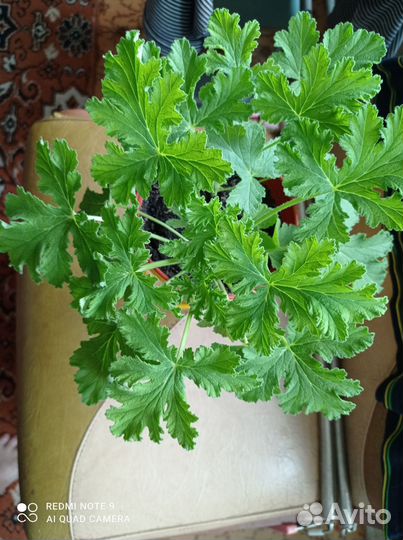 Пеларгония(герань) лимонная