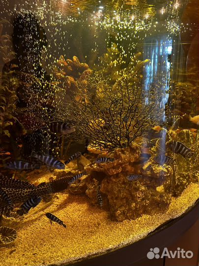 Аквариум с тумбой и рыбками