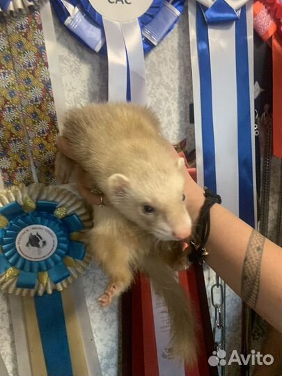 Хорек мальчик