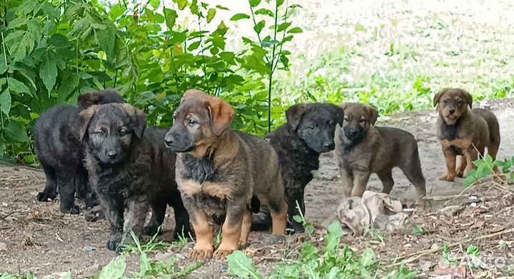 Щенки бесплатно