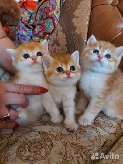 Британские котята золотая шиншилла