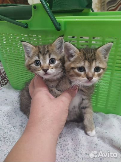 Бенгальские метисы котята