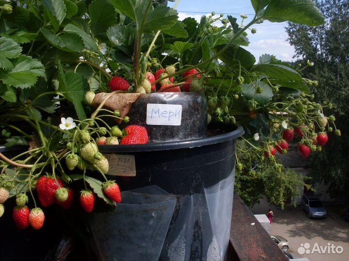 Земляника круглый год