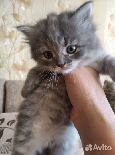 Котята в добрые руки бесплатно