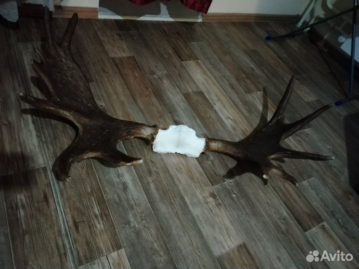 Рога лосиные