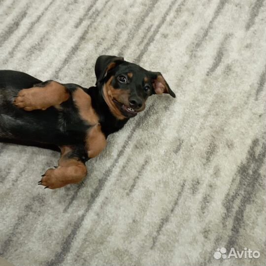 Щенки таксы