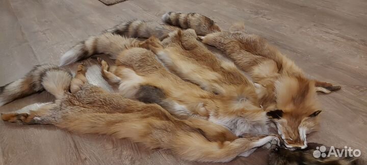 Шкура лисы и енота