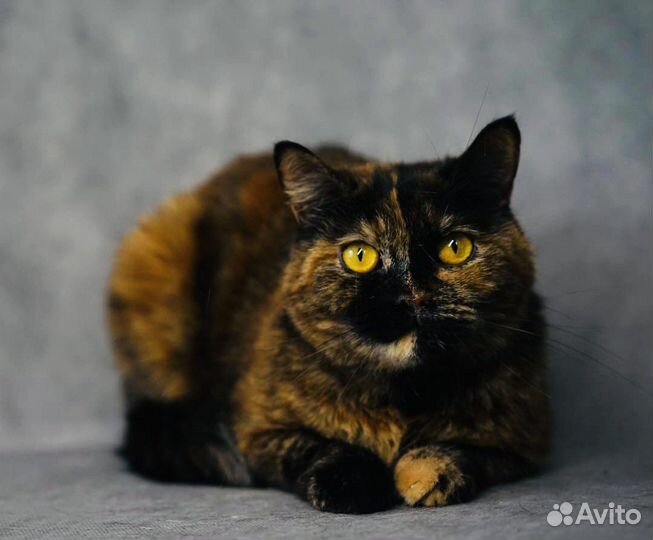 Мраморная кошечка Мила красотка ищет дом