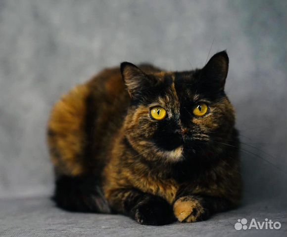 Мраморная кошечка Мила красотка ищет дом