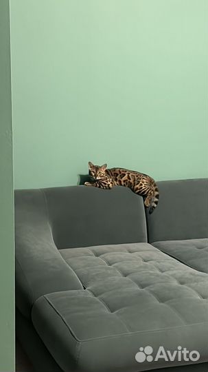 Бенгальский кот