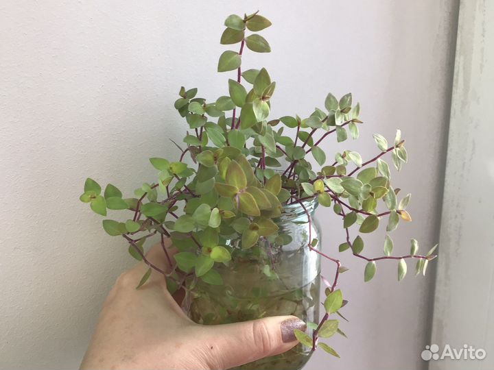 Каллизия мелколистная, филодендрон бархат, срезы