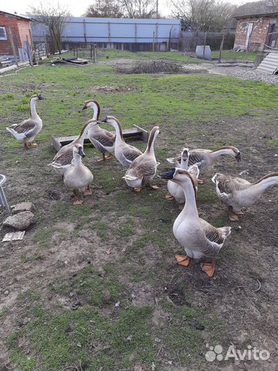 Яйцо гусиное