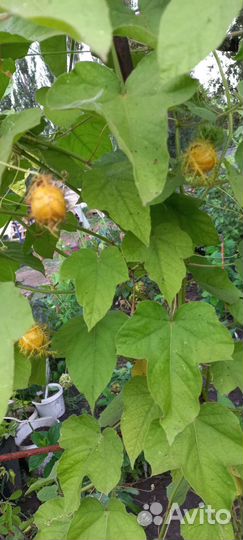 Пассифлора Фоэтида (изменчивая)