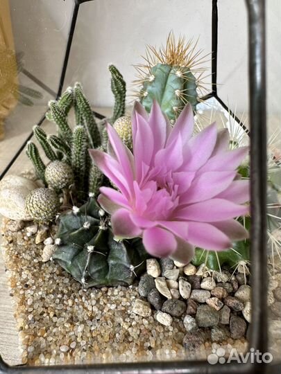 Цветы. Флорариум с кактусам