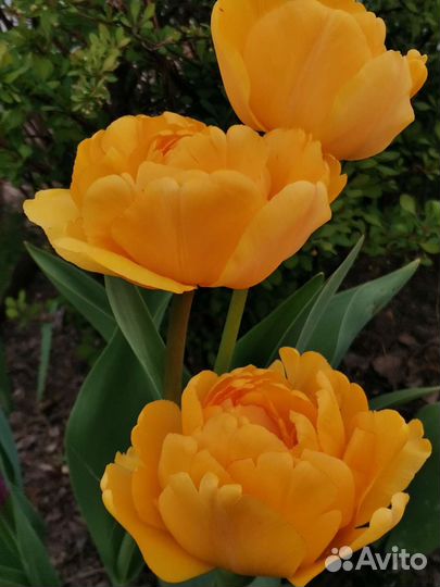 Тюльпаны