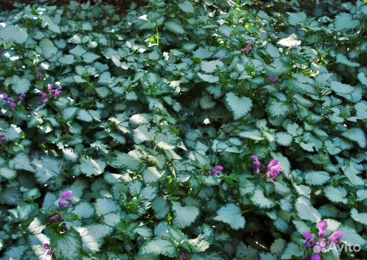 Почвопокровные растения