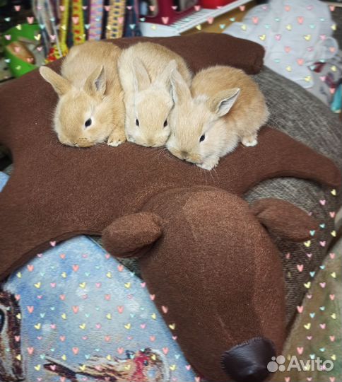 Карликовый кролик рыжий