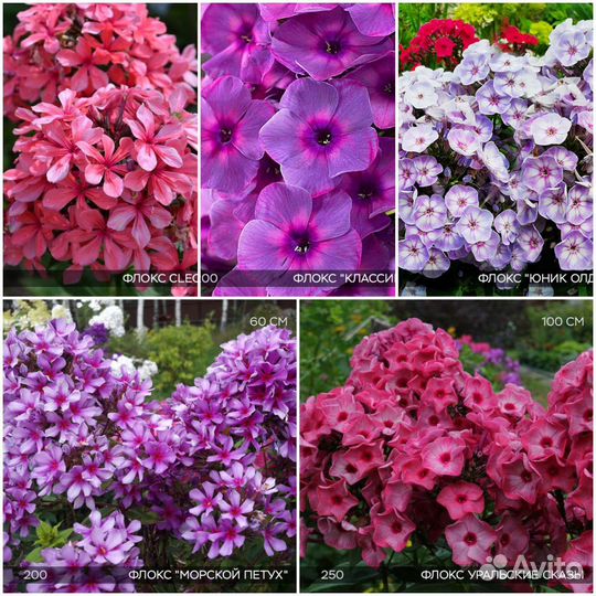 Многолетники для сада