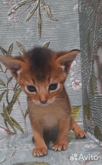 Абиссинские котята