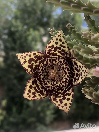 Орбея (кактус)