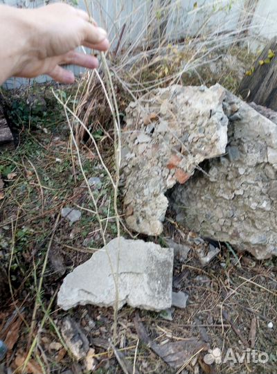 Саженцы годжи