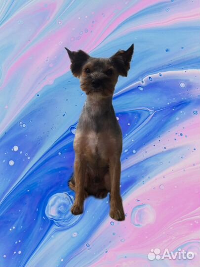 Стрижка/Груминг собак. Фиксированная стоимость