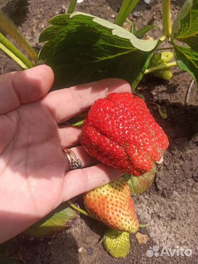 Клубника ремонтантная